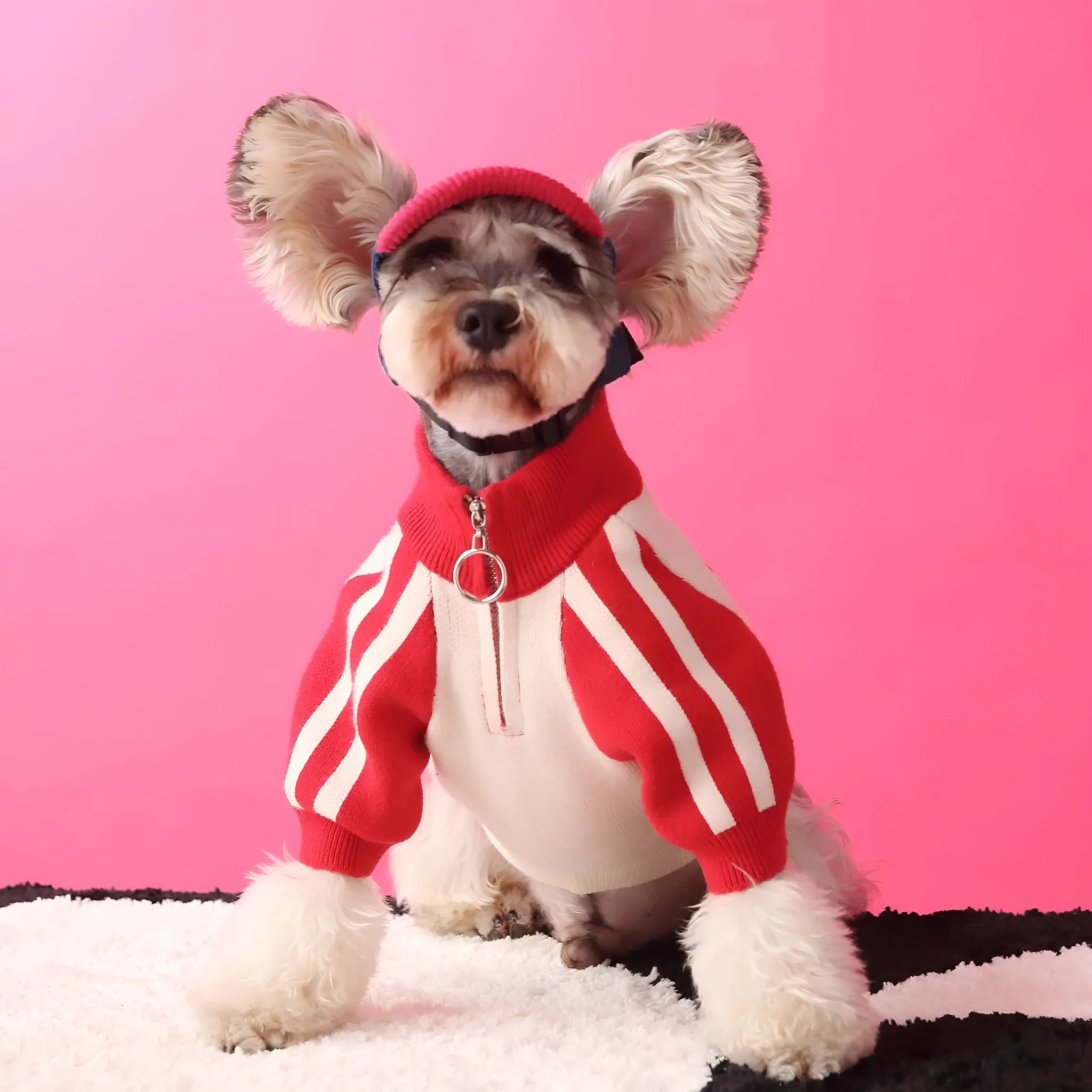 Dark green wool sports sweater cardigan for medium-sized dog on white background
