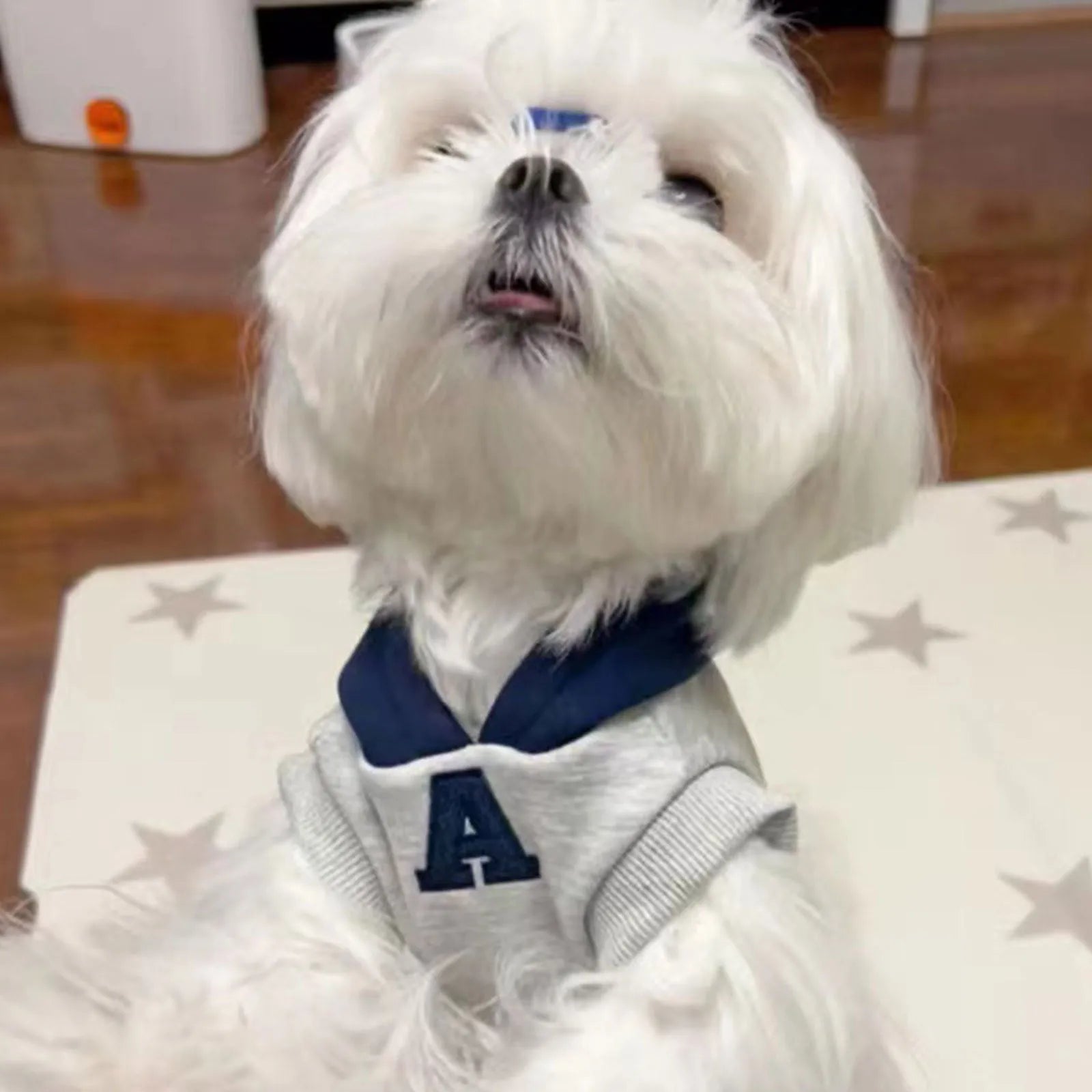 Blue and grey-white reflective letter pet hoodie for cats and dogs on mannequin