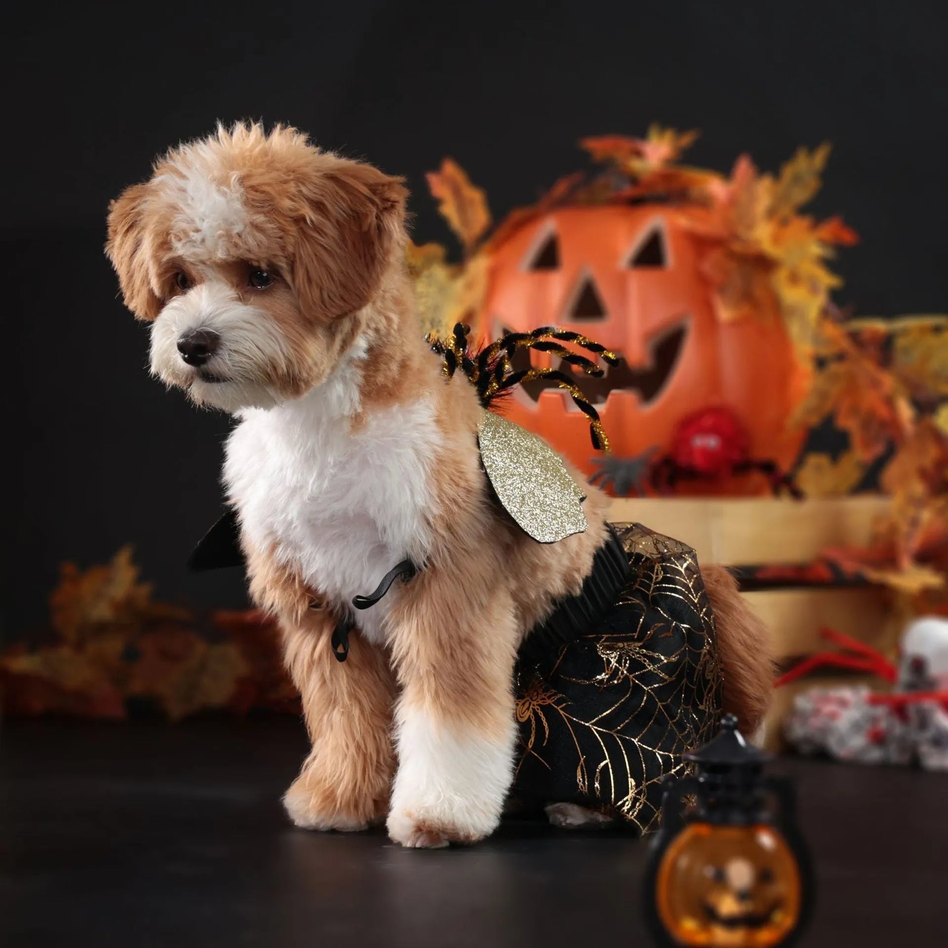 Polyester dog Halloween costume suit with zipper fastening in four standard sizes