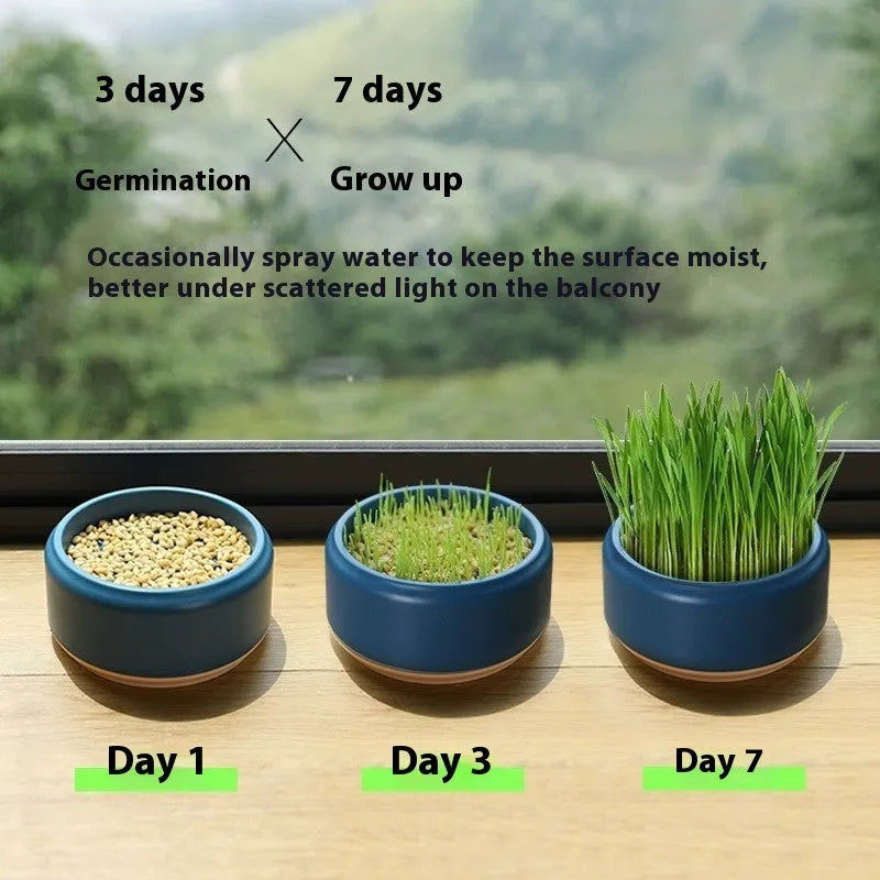Blue hydroponic cat grass kit with plastic cup and seed packs for soilless indoor growing