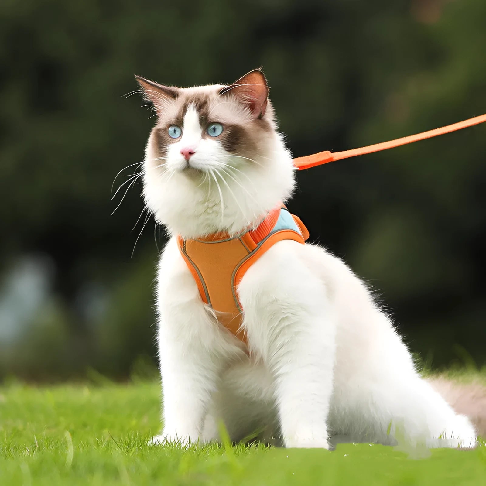 Anti escape reflective cat harness leash in suede with chest girth sizing for small to large cats