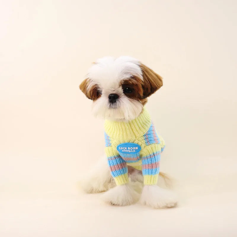 Blue and yellow striped wool dog sweater on small breed pet showing knit texture and casual style