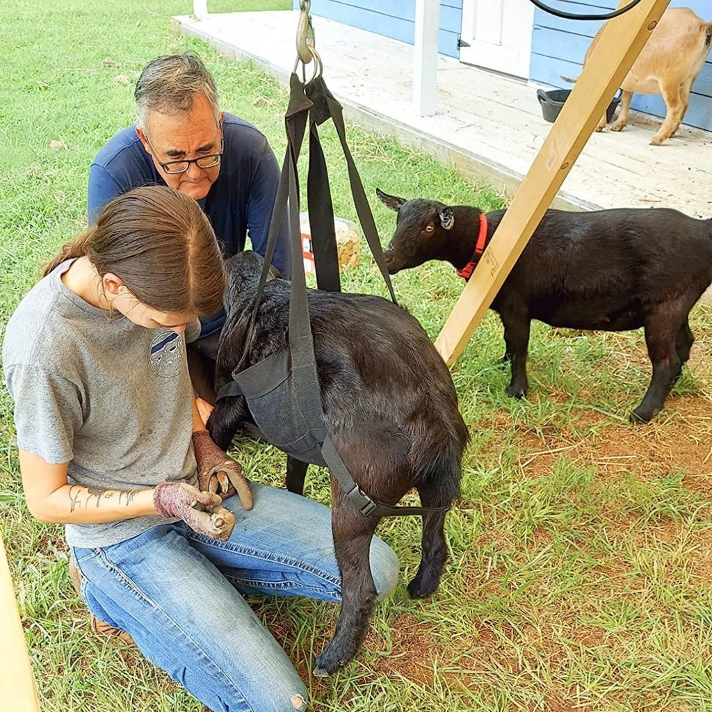 Black calf and large dog weighing sling laid flat showing its 150 cm length and 35 cm width