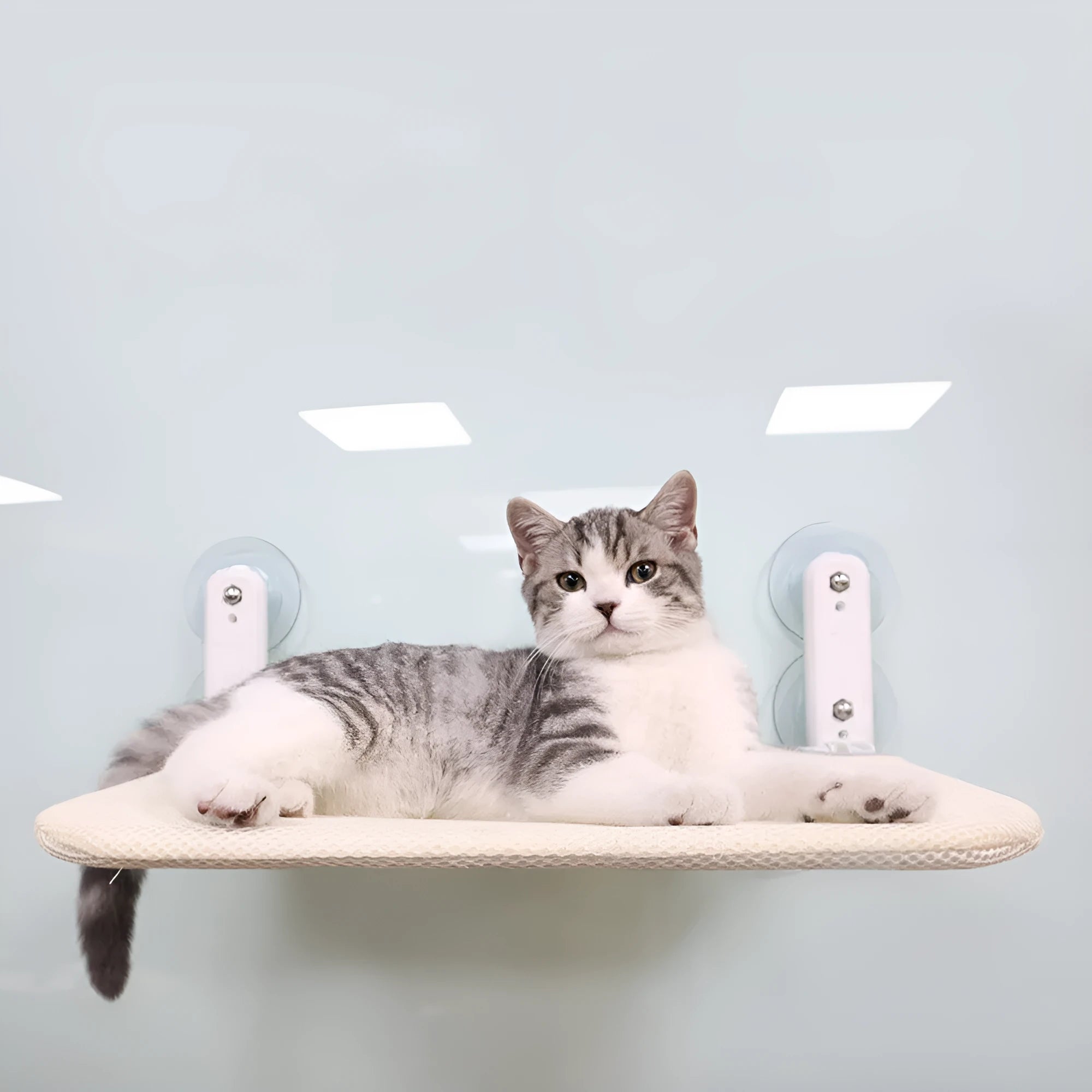 Stainless steel cat window hammock with suction cup mounting and removable cushion