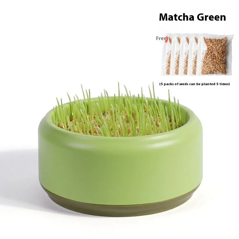 Blue hydroponic cat grass kit with plastic cup and seed packs for soilless indoor growing