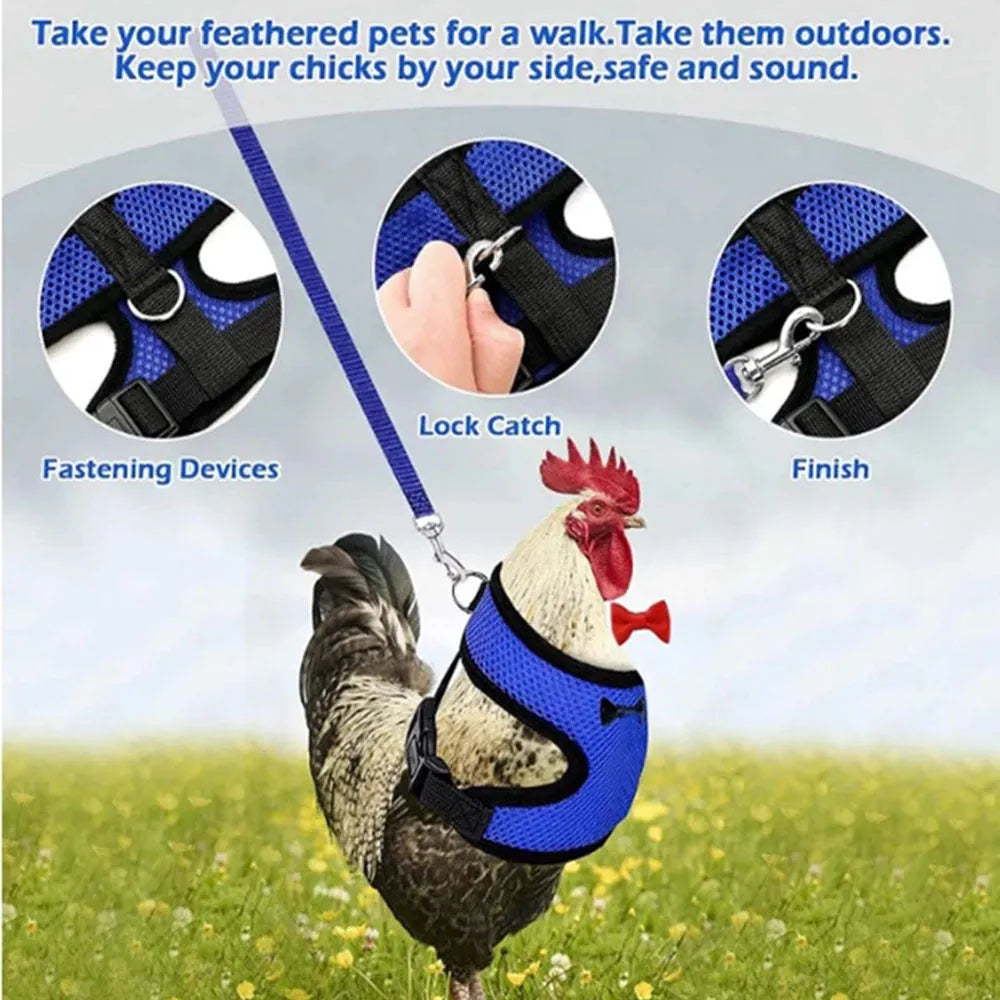 Poultry chicken harness and vest set in chosen colour with adjustable collar and 110cm traction rope.
