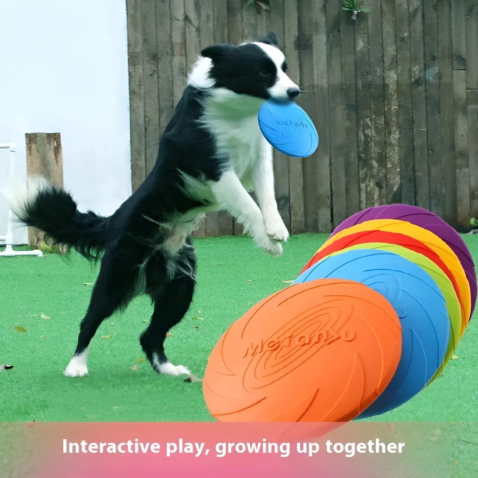 Soft rubber dog frisbee in red, blue, or green colours in small, medium, or large sizes